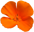 Flower Stickers 花貼紙 messages sticker-5