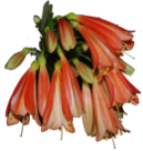 Flower Stickers 花貼紙 messages sticker-1