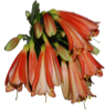 Flower Stickers 花貼紙 messages sticker-0