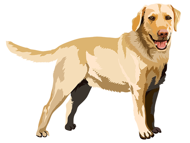 Realistic Dog Art - Dogs, Terrier, Black Lab, Pug messages sticker-9