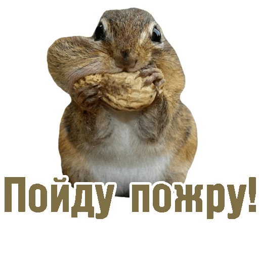 Комичные животные messages sticker-1