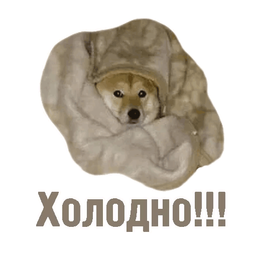 Комичные животные messages sticker-6