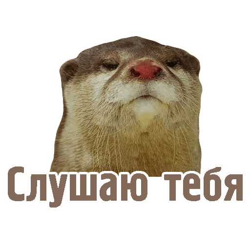 Комичные животные messages sticker-8