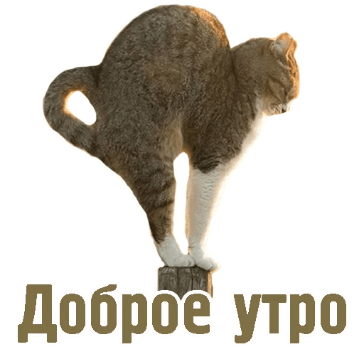Комичные животные messages sticker-0