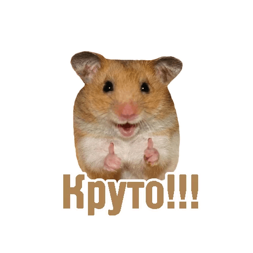 Комичные животные messages sticker-2