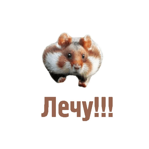 Комичные животные messages sticker-5