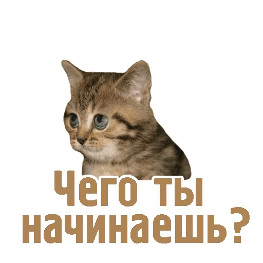 Комичные животные messages sticker-3