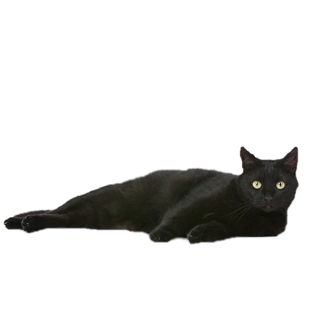CatMoji-Kitty Emoji Keyboard and iMessage Stickers messages sticker-8