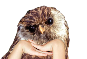 Birds with Arms Stickers messages sticker-4