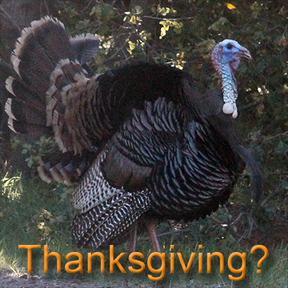 Turkeys messages sticker-3