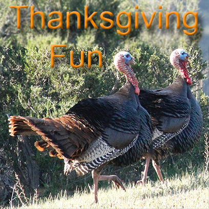 Turkeys messages sticker-2