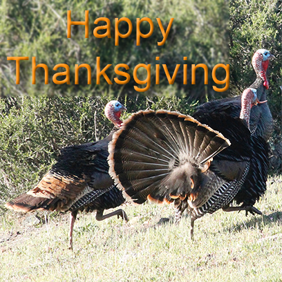 Turkeys messages sticker-0