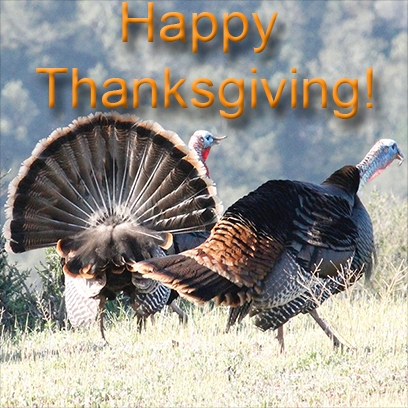 Turkeys messages sticker-1