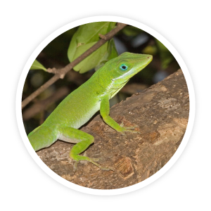 BioInteractive Stickers! messages sticker-10