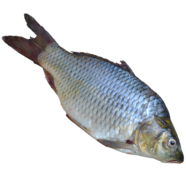 Fashion Fish messages sticker-10