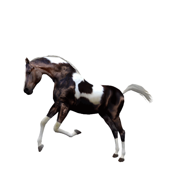 Jumpy Horse Stickers messages sticker-6