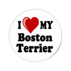Boston Terrier Stickers messages sticker-4