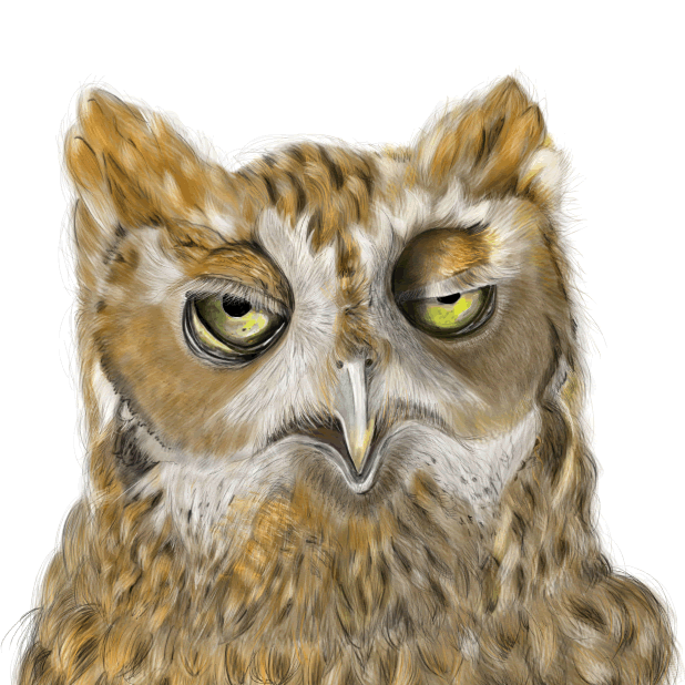 Owl - Daily Moods messages sticker-2