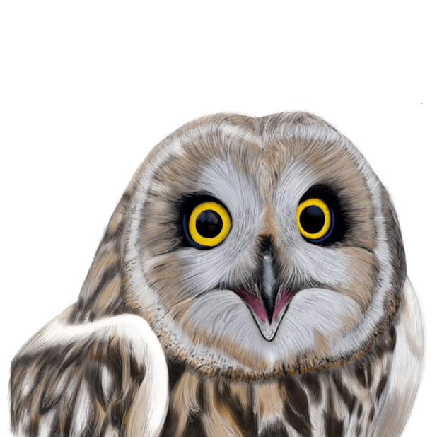 Owl - Daily Moods messages sticker-7