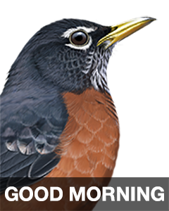 iBird Stickers messages sticker-1