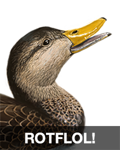 iBird Stickers messages sticker-9
