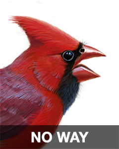 iBird Stickers messages sticker-10