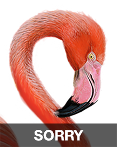 iBird Stickers messages sticker-4