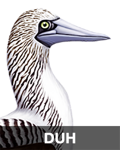 iBird Stickers messages sticker-3