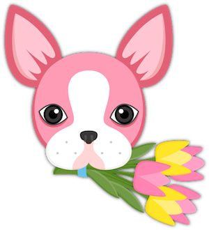 Valentine's Day Boston Terrier messages sticker-2