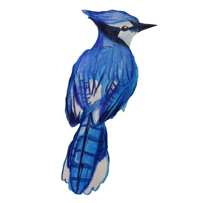 Birds of Paradise Sticker Pack messages sticker-7