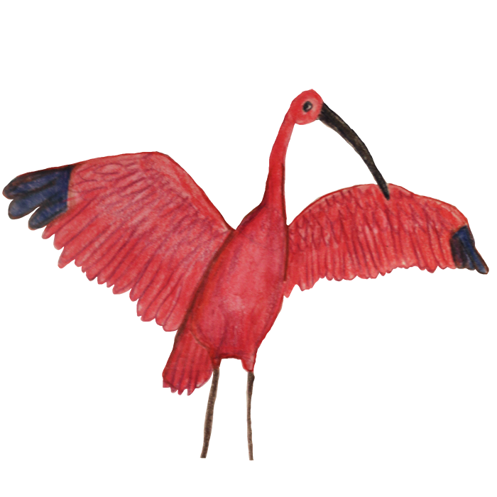 Birds of Paradise Sticker Pack messages sticker-11