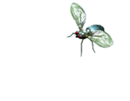 Animated Insects messages sticker-9