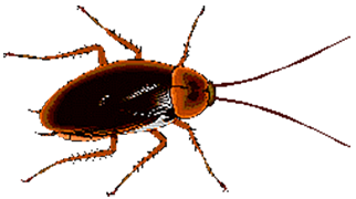 Animated Insects messages sticker-3