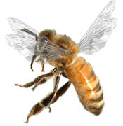 Animated Insects messages sticker-1