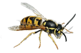 Animated Insects messages sticker-10