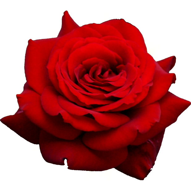 Romantic Rose Stickers messages sticker-10