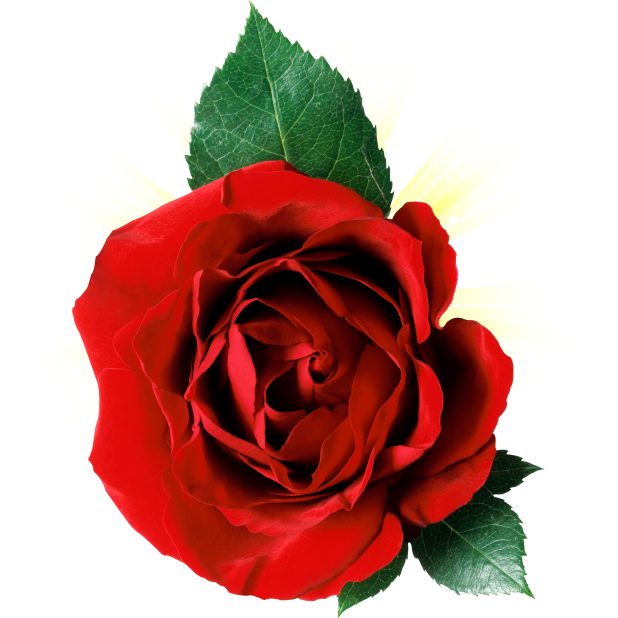 Romantic Rose Stickers messages sticker-3