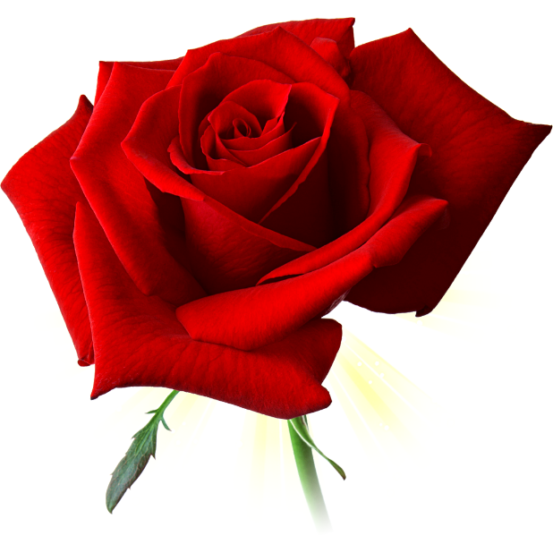 Romantic Rose Stickers messages sticker-9