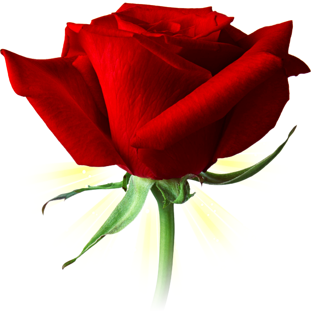 Romantic Rose Stickers messages sticker-0