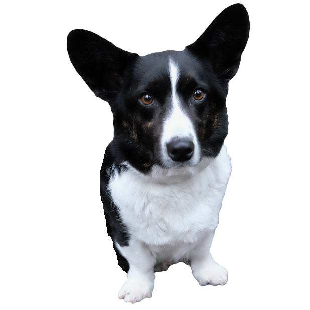 Sodapop the Corgi Stickers messages sticker-6
