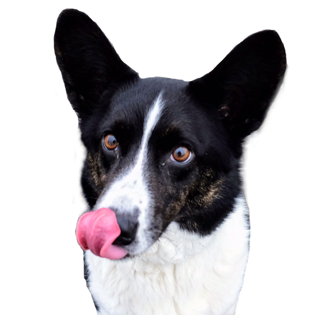 Sodapop the Corgi Stickers messages sticker-3