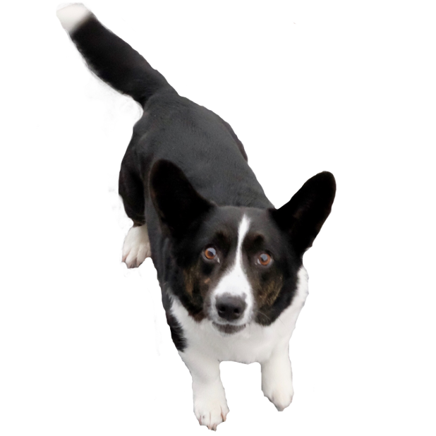 Sodapop the Corgi Stickers messages sticker-5