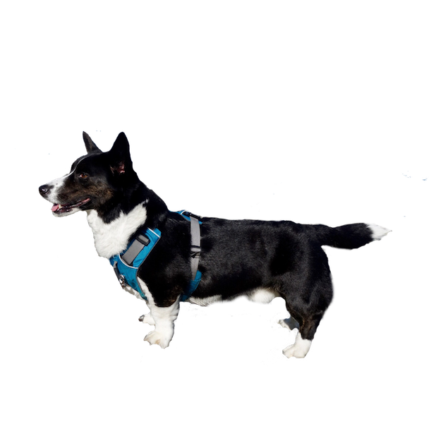 Sodapop the Corgi Stickers messages sticker-9