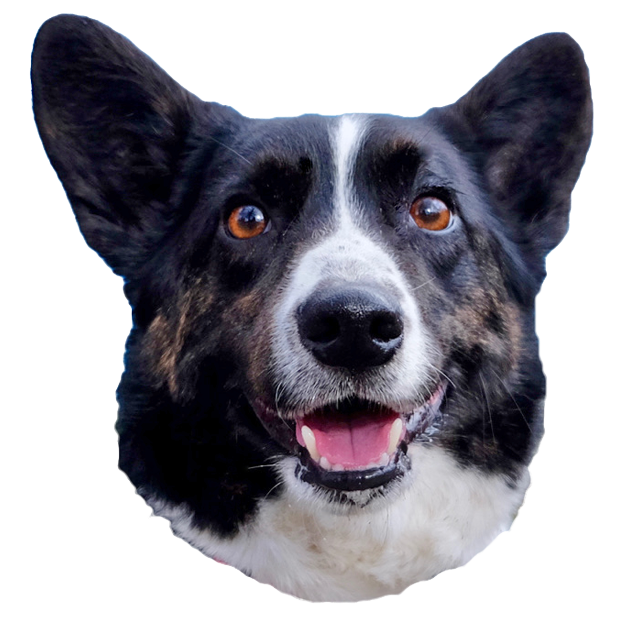 Sodapop the Corgi Stickers messages sticker-0