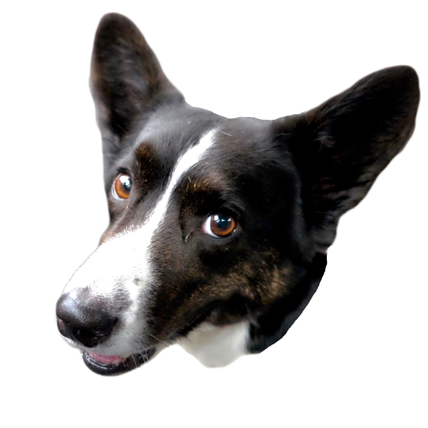 Sodapop the Corgi Stickers messages sticker-10