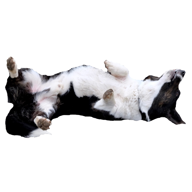 Sodapop the Corgi Stickers messages sticker-2