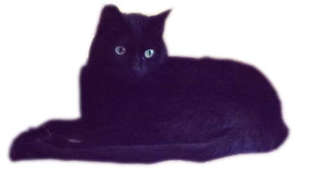 Pet Pack messages sticker-5