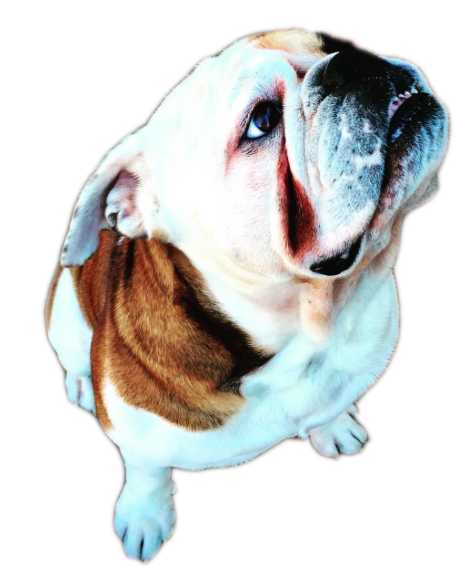 Pet Pack messages sticker-9