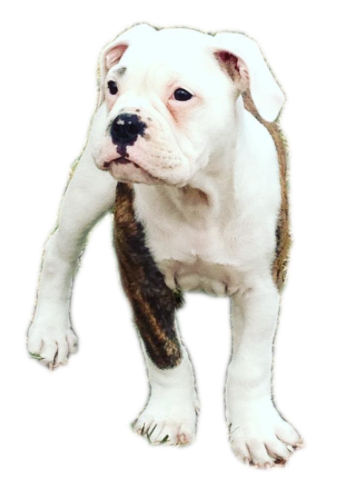 Pet Pack messages sticker-7