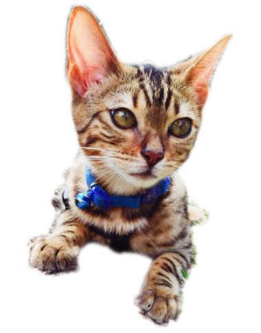 Pet Pack messages sticker-10
